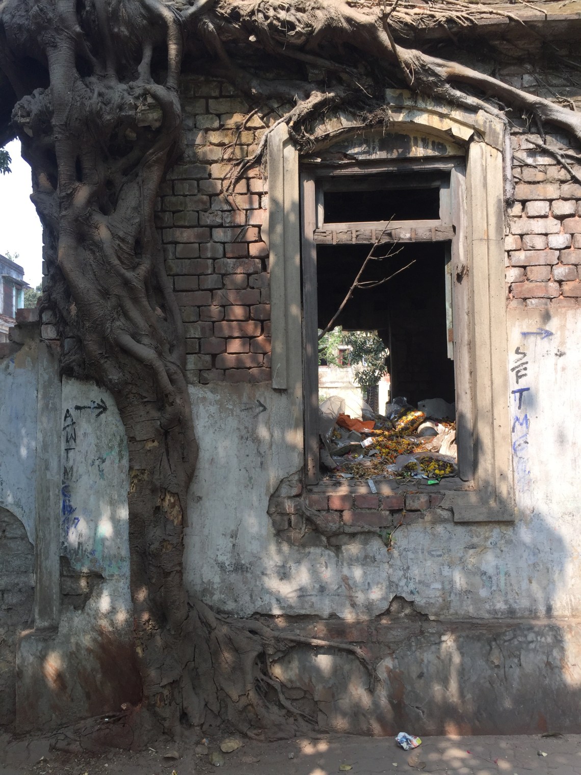 A tree root on an old building 