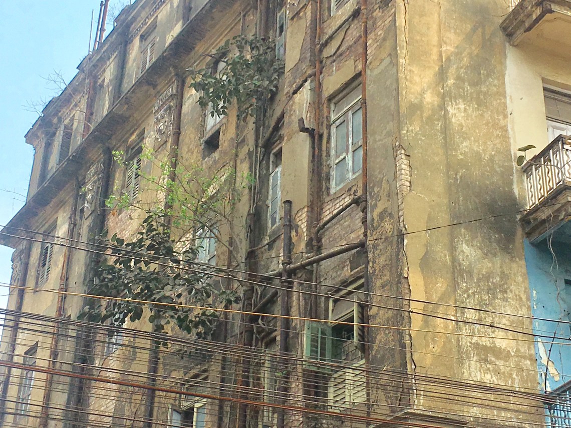 A plant growing out of an old building in Kolkata 