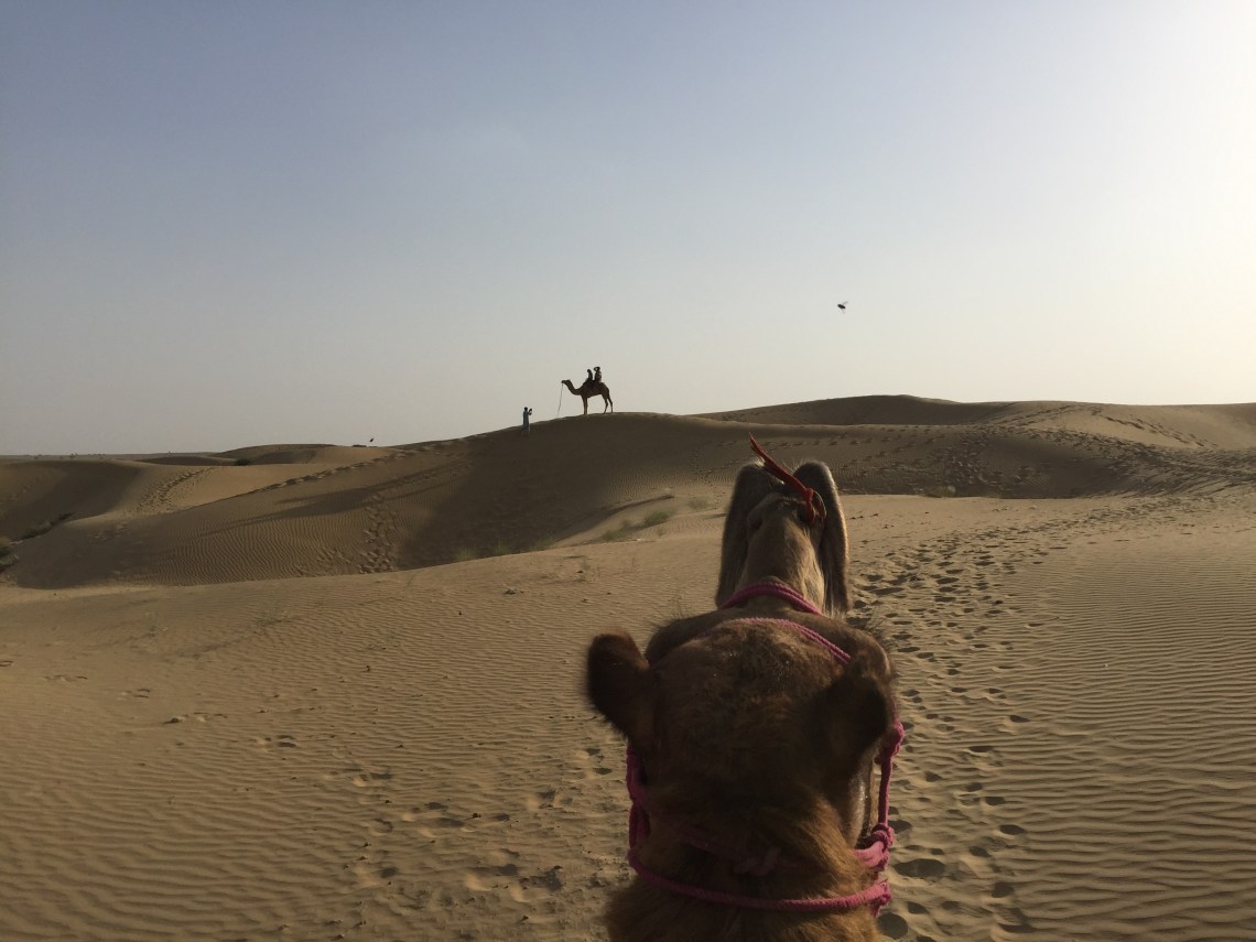 Camel, thar desert, Rajasthan