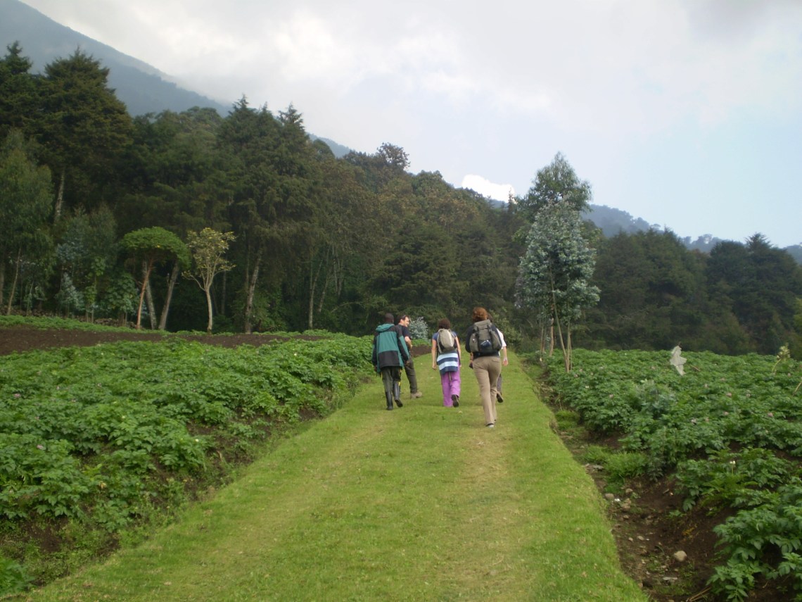 The lower slopes of Karisimbi are arable potato fields
