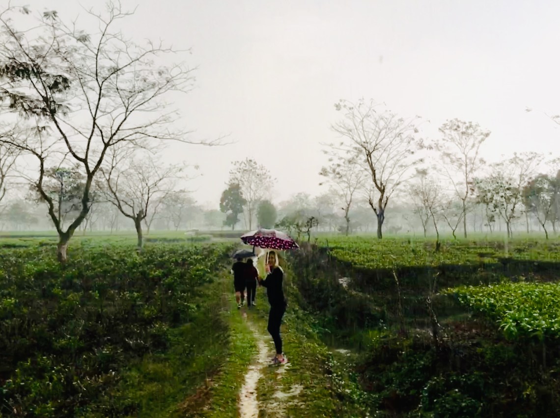 Tea estate in Assam in the rain 