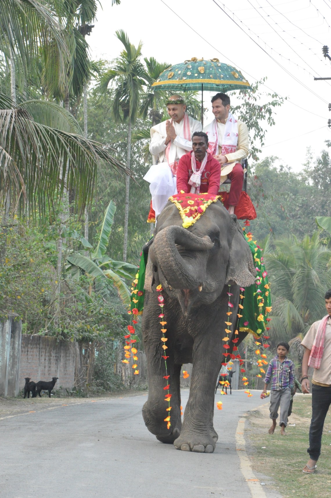 Wedding elephant in Assam, India