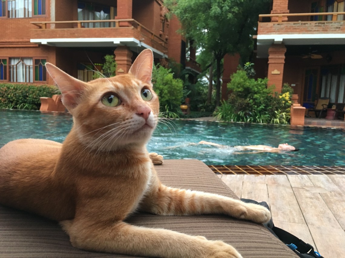 A cat in Bagan, Myanmar, Ananta Hotel in Bagan 